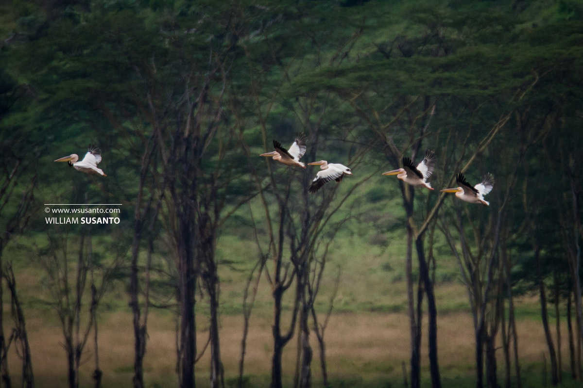 Great White Pelicans